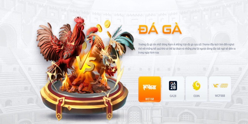 Những thông tin về đá gà tại TD88